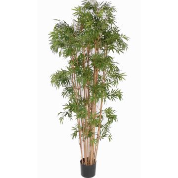 Planta artificial de bambú NARO, tallos auténticos, 210cm Planta artificial de bambú NARO, tallos auténticos, 210cm