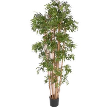 Planta artificial de bambú NARO, tallos auténticos, 210 cm Planta artificial de bambú NARO, tallos auténticos, 210 cm