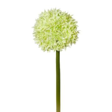 Flor artificial Allium WANDENY, crema-verde, 65cm Flor artificial Allium WANDENY, crema-verde, 65cm