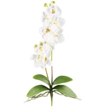 Orquídea Phalaenopsis artificial MORLEK, varilla, raíces, color crema, 60 cm Orquídea Phalaenopsis artificial MORLEK, varilla, raíces, color crema, 60 cm