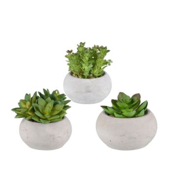 Arreglo decorativo de suculentas ZIFER en maceta de cemento, 3 unidades, verde, 8-10 cm