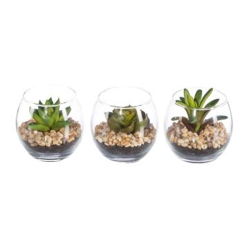 Arreglo decorativo de suculentas WINKS en vaso, 3 unidades, verde, 7 cm, Ø 7,5 cm