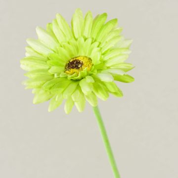 Flor artificial Gerbera TEUDELINDE, verde-crema, 55 cm, Ø 8 cm Flor artificial Gerbera TEUDELINDE, verde-crema, 55 cm, Ø 8 cm