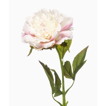 Flor artificial de peonía GAVRON, blanco-rosa, 55 cm Flor artificial de peonía GAVRON, blanco-rosa, 55 cm