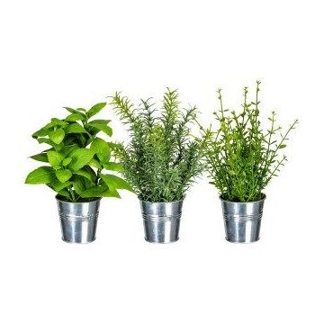 Mezcla de hierbas decorativas DRILHO, albahaca, romero, tomillo, 3 unidades, maceta de zinc, verde, 25 cm, Ø 16 cm