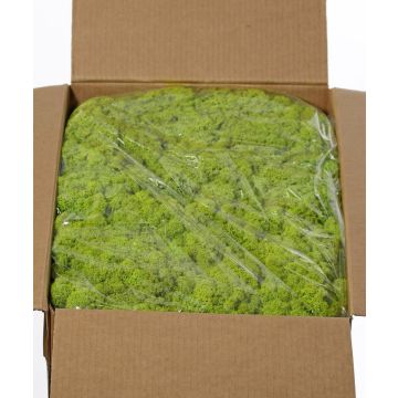 Musgo natural islandés SVEINBJÖRN, verde claro, 5 kg Musgo natural islandés SVEINBJÖRN, verde claro, 5 kg