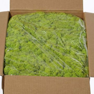 Musgo natural islandés SVEINBJÖRN, verde claro, 5kg Musgo natural islandés SVEINBJÖRN, verde claro, 5kg