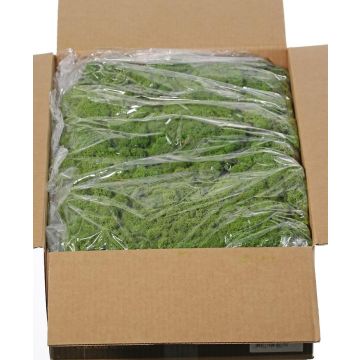 Musgo natural islandés SVEINBJÖRN, verde, 5 kg Musgo natural islandés SVEINBJÖRN, verde, 5 kg