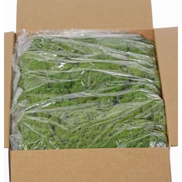 Musgo natural islandés SVEINBJÖRN, verde, 5kg Musgo natural islandés SVEINBJÖRN, verde, 5kg