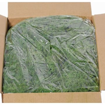 Musgo natural islandés SVEINBJÖRN, verde oscuro, 5kg Musgo natural islandés SVEINBJÖRN, verde oscuro, 5kg