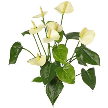 Anthurium artificial NAKITA con soporte, color crema, 50 cm Anthurium artificial NAKITA con soporte, color crema, 50 cm