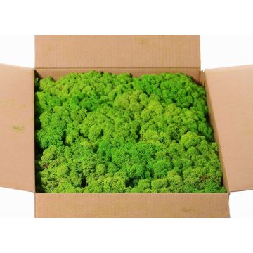 Musgo natural islandés SVEINBJÖRN, verde manzana, 5kg Musgo natural islandés SVEINBJÖRN, verde manzana, 5kg
