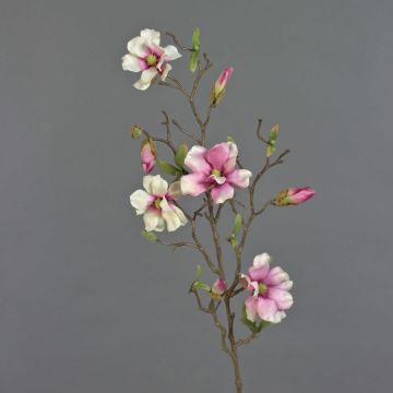 Magnolia falsa MARGA, rosa-rosa, 80cm, Ø6-8cm