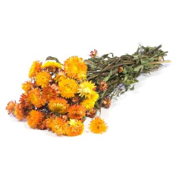 Ramo seco de flores de paja ALMINKA, amarillo anaranjado, 50-60 cm, Ø 15 cm Ramo seco de flores de paja ALMINKA, amarillo anaranjado, 50-60 cm, Ø 15 cm