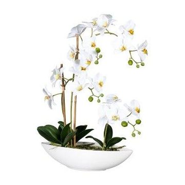 Orquídea Phalaenopsis decorativa JELTRON, cuenco de cerámica, raíces, blanca, 60 cm