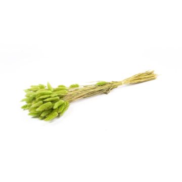 Hierba seca BORKA, manojo de Lagurus, verde manzana, 55-75 cm, Ø 12 cm