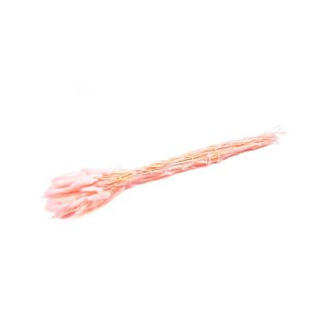 Hierba seca BORKA, manojo de Lagurus, rosa, 55-75 cm, Ø 12 cm