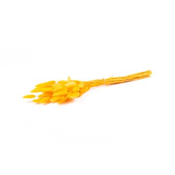 Hierba seca BORKA, manojo de Lagurus, naranja, 55-75 cm, Ø 12 cm