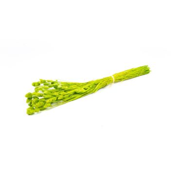 Hierba seca Phalaris BRAGILA, manojo, verde manzana, 50-75 cm, Ø 12 cm