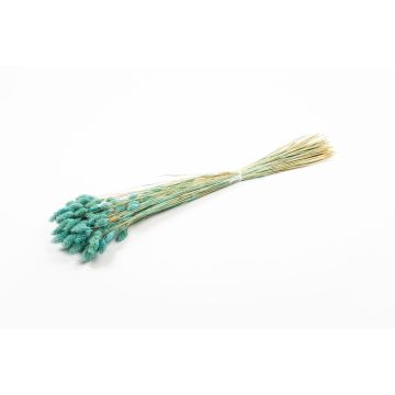 Hierba seca Phalaris BRAGILA, manojo, turquesa, 50-75 cm, Ø 12 cm