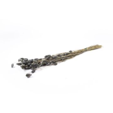 Hierba seca Phalaris BRAGILA, manojo, gris, 50-75 cm, Ø 12 cm