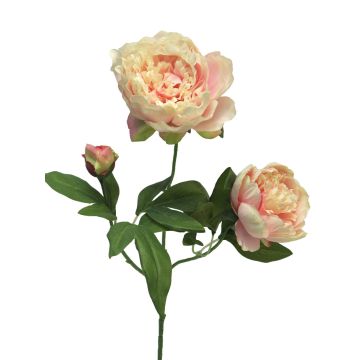 Rama decorativa de peonía MEIRU, rosa albaricoque, 70 cm, Ø 9-12 cm Rama decorativa de peonía MEIRU, rosa albaricoque, 70 cm, Ø 9-12 cm