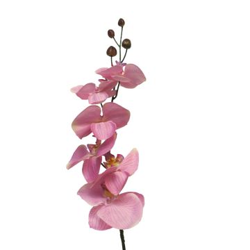Rama artificial de orquídea Phalaenopsis LANUA, rosa, 70 cm, Ø 8,5-12 cm Rama artificial de orquídea Phalaenopsis LANUA, rosa, 70 cm, Ø 8,5-12 cm