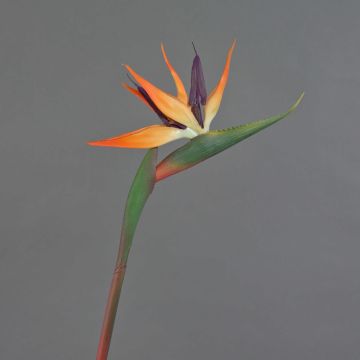 Flor artificial de strelitzia DONGLIN, naranja-violeta, 85 cm, 14 x 25 cm Flor artificial de strelitzia DONGLIN, naranja-violeta, 85 cm, 14 x 25 cm