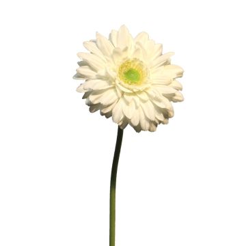 Flor artificial Gerbera QIUDONG, color crema, 50 cm, Ø 12 cm Flor artificial Gerbera QIUDONG, color crema, 50 cm, Ø 12 cm