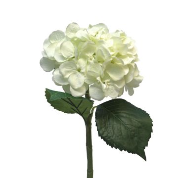 Flor artificial de hortensia FUXIANG, color crema, 50 cm, Ø 16 cm Flor artificial de hortensia FUXIANG, color crema, 50 cm, Ø 16 cm