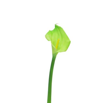 Flor artificial Zantedeschia ZHILONG, verde claro, 55 cm, 10 x 16 cm Flor artificial Zantedeschia ZHILONG, verde claro, 55 cm, 10 x 16 cm