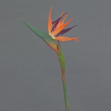Flor artificial Strelitzia WEIYU, naranja-violeta, 60 cm, 10 x 13 cm Flor artificial Strelitzia WEIYU, naranja-violeta, 60 cm, 10 x 13 cm