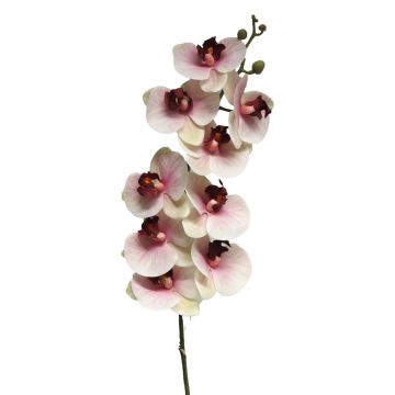 Rama decorativa de orquídea Phalaenopsis SONGYA, rosa-crema, 105 cm Rama decorativa de orquídea Phalaenopsis SONGYA, rosa-crema, 105 cm