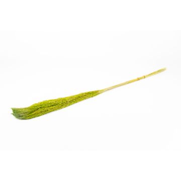 Ramo seco de juncos DONJETA, verde manzana, 115-120 cm, Ø 15 cm Ramo seco de juncos DONJETA, verde manzana, 115-120 cm, Ø 15 cm