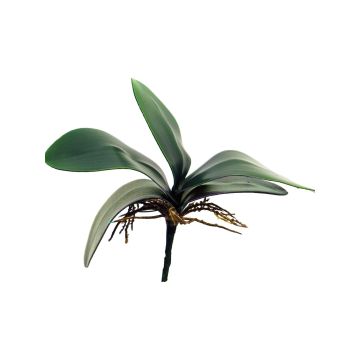 Hojas decorativas de orquídea Phalaenopsis XIAOQIN con raíces aéreas, 25 cm Hojas decorativas de orquídea Phalaenopsis XIAOQIN con raíces aéreas, 25 cm