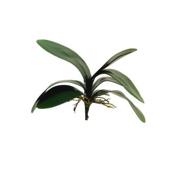 Hojas decorativas de orquídea Phalaenopsis XIAOQIN con raíces aéreas, 30 cm Hojas decorativas de orquídea Phalaenopsis XIAOQIN con raíces aéreas, 30 cm