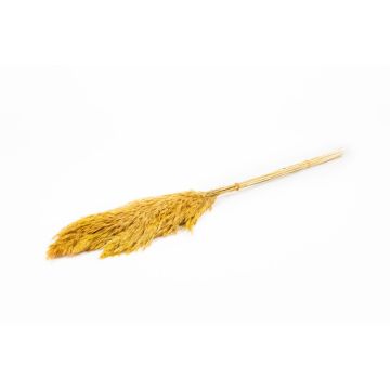 Ramo de junco seco DONJETA, curry, 70-80 cm, Ø 15 cm Ramo de junco seco DONJETA, curry, 70-80 cm, Ø 15 cm