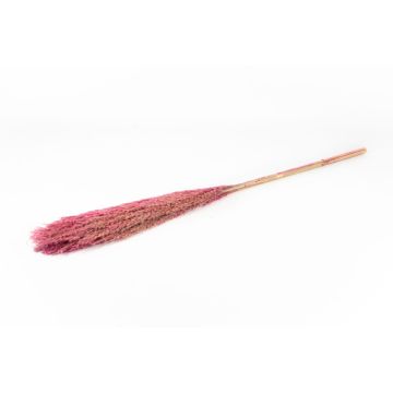 Ramo de junco seco DONJETA, rosa oscuro, 115-120 cm, Ø 15 cm Ramo de junco seco DONJETA, rosa oscuro, 115-120 cm, Ø 15 cm