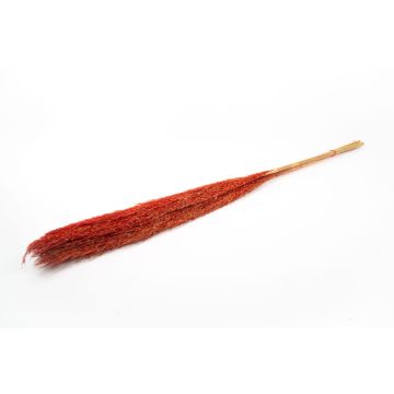 Ramo de junco seco DONJETA, rojo, 115-120 cm, Ø 15 cm Ramo de junco seco DONJETA, rojo, 115-120 cm, Ø 15 cm