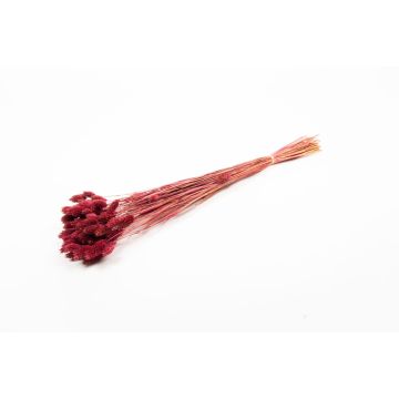 Hierba seca Phalaris BRAGILA, manojo, rojo burdeos, 50-75 cm, Ø 12 cm