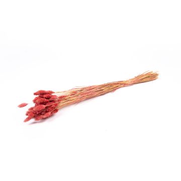 Hierba seca Phalaris, manojo, rosa antiguo, 50-75 cm, Ø 12 cm