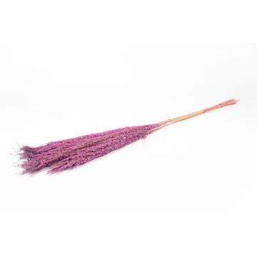 Ramo seco de juncos DONJETA, morado, 115-120 cm, Ø 15 cm Ramo seco de juncos DONJETA, morado, 115-120 cm, Ø 15 cm