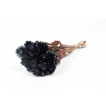 Ramo seco de flores de paja BIBIANA, negro, 30-40 cm, Ø 15 cm Ramo seco de flores de paja BIBIANA, negro, 30-40 cm, Ø 15 cm
