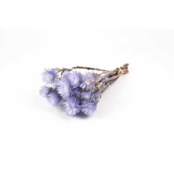 Ramo seco de flores de paja BIBIANA, lila, 30-40 cm, Ø 15 cm Ramo seco de flores de paja BIBIANA, lila, 30-40 cm, Ø 15 cm