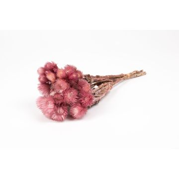 Ramo seco de flores de paja BIBIANA, color erica, 30-40 cm, Ø 15 cm Ramo seco de flores de paja BIBIANA, color erica, 30-40 cm, Ø 15 cm