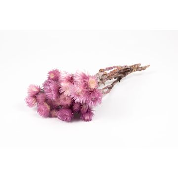 Ramo seco de flores de paja BIBIANA, lila claro, 30-40 cm, Ø 15 cm