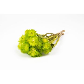 Ramo seco de flores de paja BIBIANA, verde manzana, 30-40 cm, Ø 15 cm Ramo seco de flores de paja BIBIANA, verde manzana, 30-40 cm, Ø 15 cm