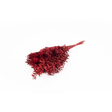 Rama seca de Ruscus AGNIATA, roja, 70-75 cm, Ø 17 cm Rama seca de Ruscus AGNIATA, roja, 70-75 cm, Ø 17 cm