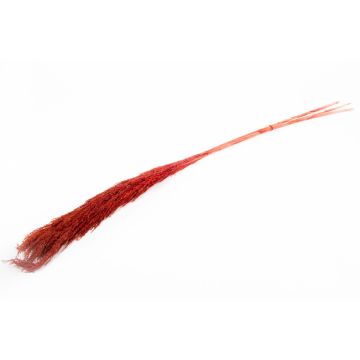 Ramo seco de espigas de junco DONJETA, rojo burdeos, 115-120cm, Ø10cm Ramo seco de espigas de junco DONJETA, rojo burdeos, 115-120cm, Ø10cm