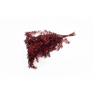 Rama seca de Ruscus AGNIATA, rojo burdeos, 70-75 cm, Ø 17 cm Rama seca de Ruscus AGNIATA, rojo burdeos, 70-75 cm, Ø 17 cm